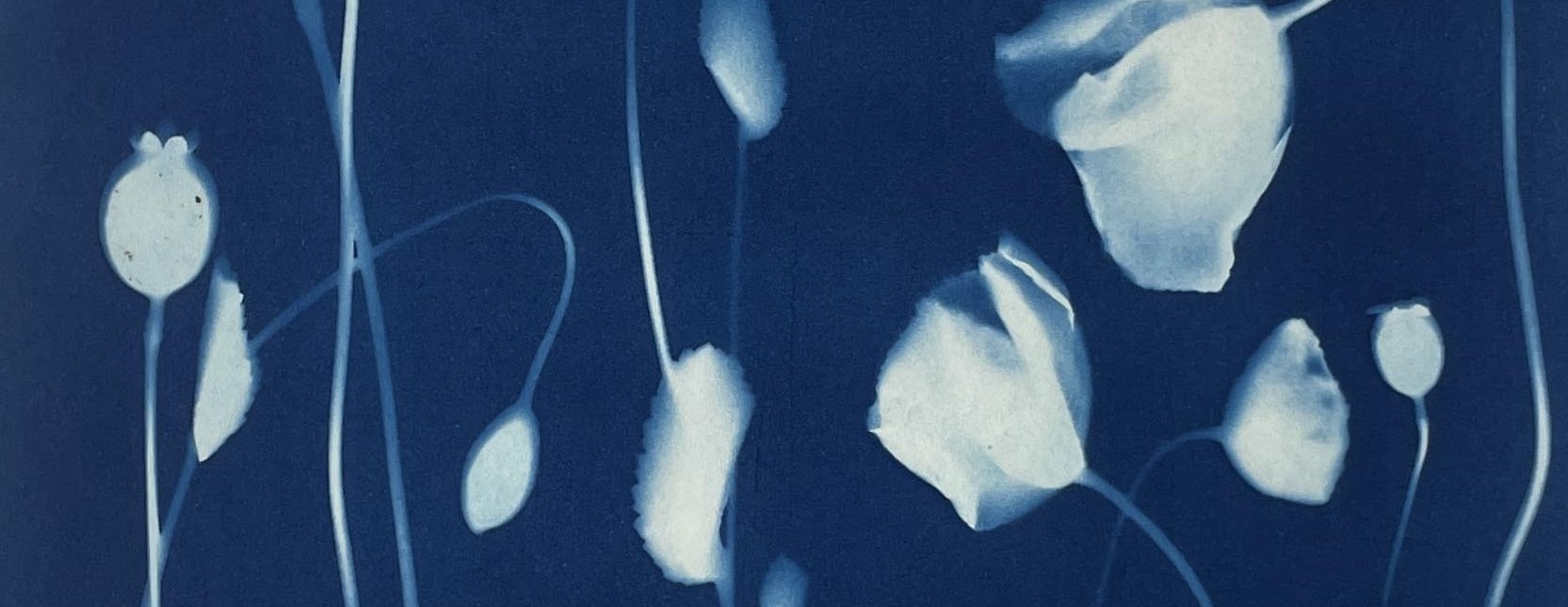 Botanical Cyanotypes | Printing with the Sun! | July 12